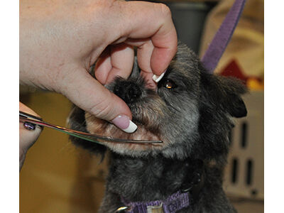 How to Learn the Asian Fusion Pet Grooming Technique